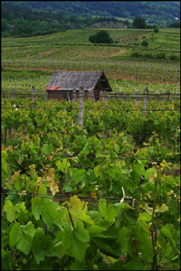 Vineyard, Austria