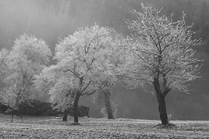 Trees covered with heavy Frost in Winter