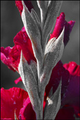 Morning Dew on Fall Gladiola, Austria