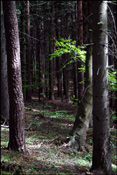 Vienna woods, (Wienerwald), Austria