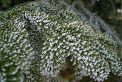 Pine Tree Boughs covered with heavy frost