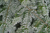 Pine Tree Branches covered with heavy frost