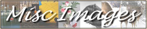 Miscellaneous Images