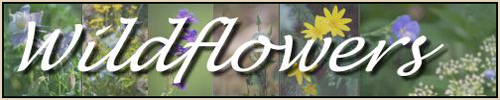 Wildflowers